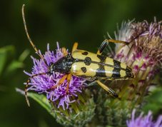 Spotted longhorn beetle
